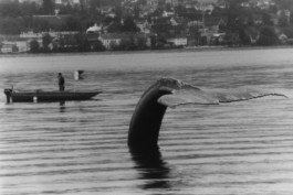  Stahl- und Traumfabrik AG